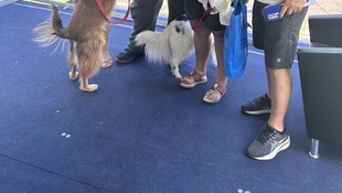 Foto Cãominhada acasale Pet 1