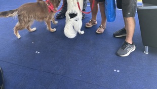 Foto Cãominhada acasale Pet 4