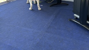 Foto Cãominhada acasale Pet 4