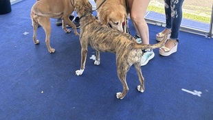 Foto Cãominhada acasale Pet 4