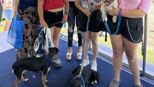 Foto Cãominhada acasale Pet 5