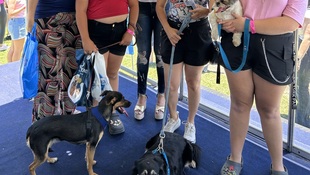 Foto Cãominhada acasale Pet 6