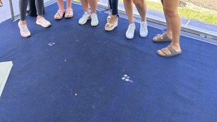 Foto Cãominhada acasale Pet 8