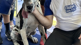 Foto Cãominhada acasale Pet 12