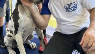 Foto Cãominhada acasale Pet 12