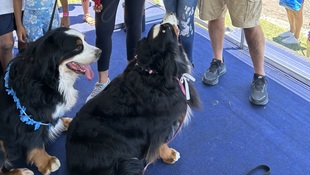 Foto Cãominhada acasale Pet 15