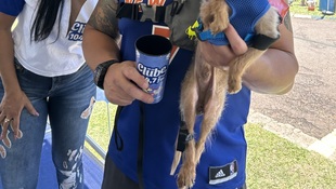 Foto Cãominhada acasale Pet 23