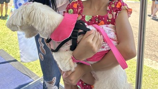 Foto Cãominhada acasale Pet 26