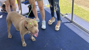 Foto Cãominhada acasale Pet 33