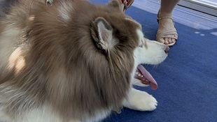 Foto Cãominhada acasale Pet 36