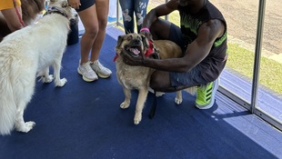 Foto Cãominhada acasale Pet 37