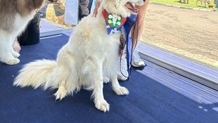 Foto Cãominhada acasale Pet 37