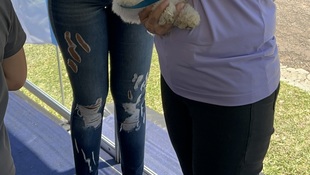 Foto Cãominhada acasale Pet 39