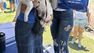 Foto Cãominhada acasale Pet 49