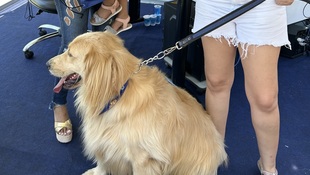 Foto Cãominhada acasale Pet 53