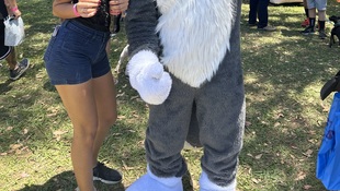 Foto Cãominhada acasale Pet 65