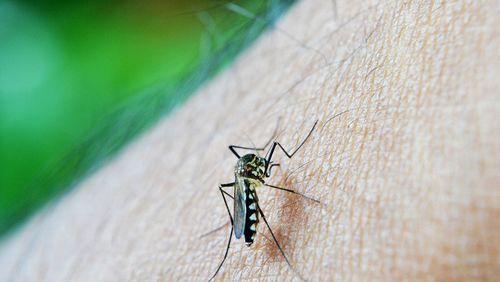 Cientista brasileiro pode comprovar que dengue oferece imunidade contra covid-19