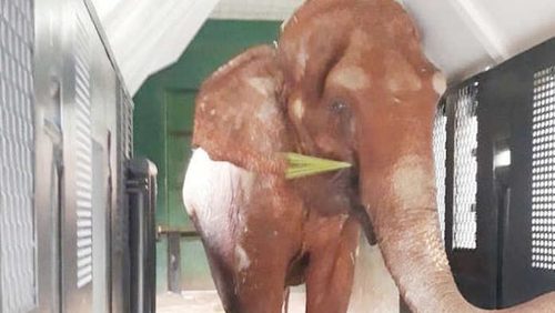 Bambi está a caminho de santuário