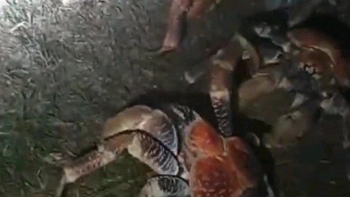 Noite de terror: dezenas de caranguejos gigantes invadem piquenique noturno na Austrália