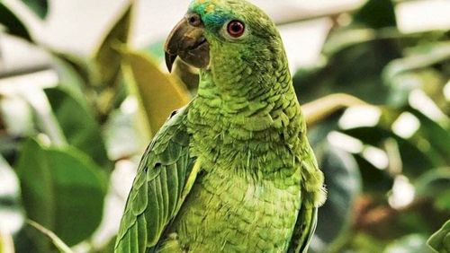 Papagaios são colocados de castigo em zoo por xingarem os clientes no Reino Unido