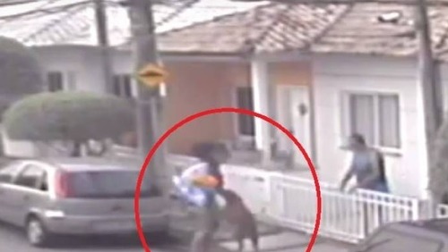 RJ: Pitbull ataca homem com criança de colo e dono ironiza situação