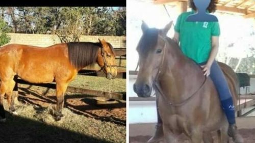 Égua de equoterapia é furtada de haras em Ribeirão Preto