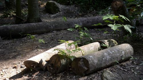 Perda de florestas mais velhas reduz diversidade da Mata Atlântica