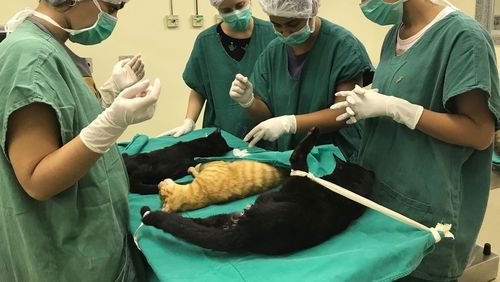 Cirurgias veterinárias podem ser suspensas para reduzir uso de insumos