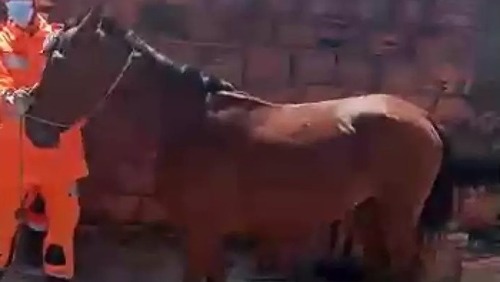 Cavalo cai dentro de quarto e dá susto em moradores de casa em MG