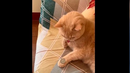Vídeo viraliza ao mostrar gato tentando reproduzir um desafio das redes sociais; assista