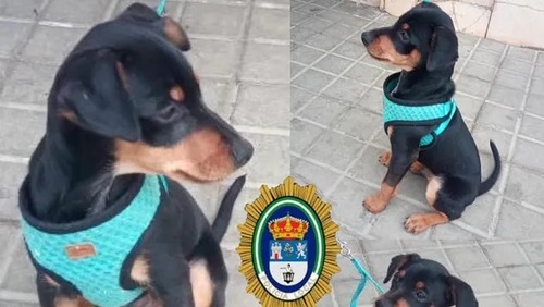 Menino escreve carta comovente e oferece chocolate para quem encontrar seu cachorro; veja