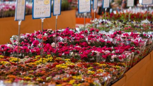 Dia das mães: data é a mais importante para o setor de flores