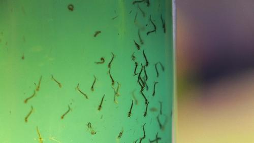 Ribeirão Preto registra 50 casos de dengue em abril