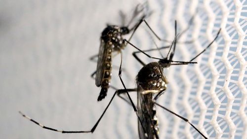 Casos de chikungunya crescem no estado de SP no início deste ano