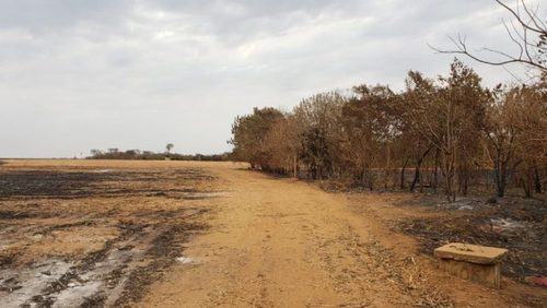 Ruralista é multado em R$ 293,4 mil por danificar vegetação nativa em Pontal