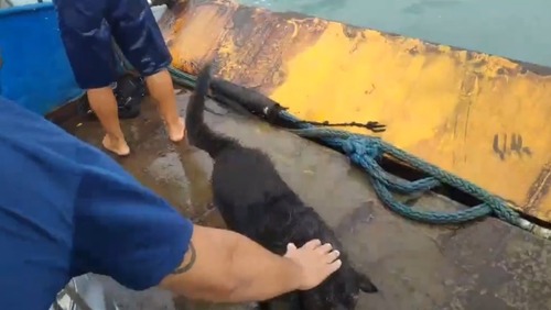 Funcionário pula de balsa para resgatar cachorro na travessia entre Ilhabela e São Sebastião
