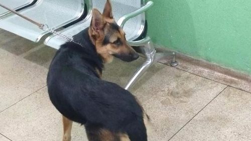 Homem é preso por maus-tratos contra cadela em Ribeirão Preto