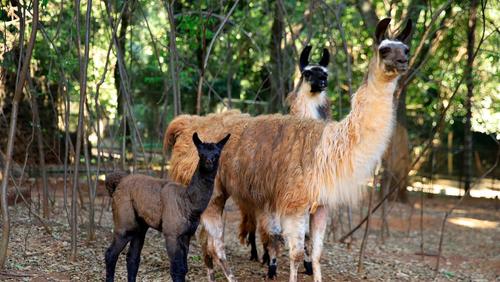 Nasce filhote de lhama no Bosque Zoo Fábio Barreto