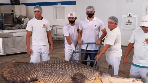Com quase 3 metros, maior pirarucu já pescado é estudado no Amazonas