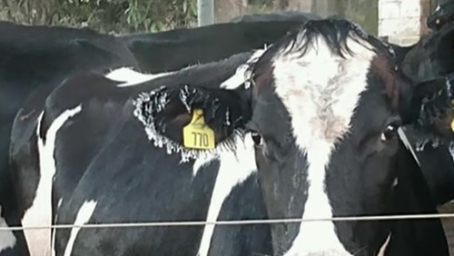 Vacas ficam com orelhas e rabos congelados em Minas Gerais