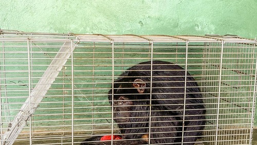 Macaco é apreendido após atacar pessoas no interior do Piauí