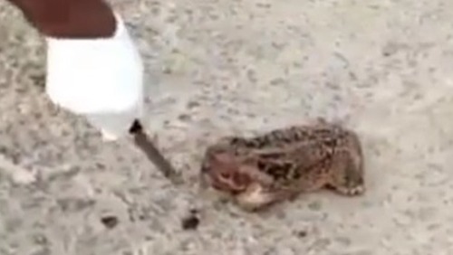 Celular é encontrado dentro de um sapo em presídio de Minas Gerais