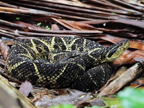 Veneno de cobra brasileira tem molécula que inibe a reprodução do coronavírus