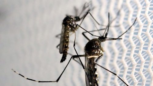 RP soma 328 casos de dengue este ano