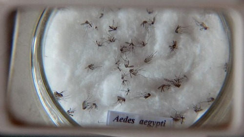Dengue: Estado de SP registra o maior número de mortes no país em 2022
