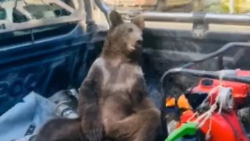 Ursa resgatada após comer mel alucinógeno na Turquia passa bem