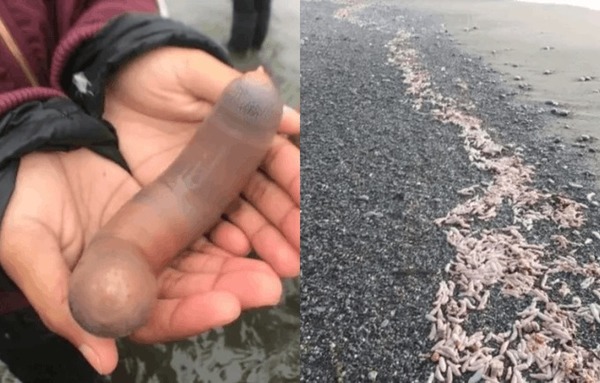 "Peixes-pênis" invadem o litoral argentino depois de tempestade