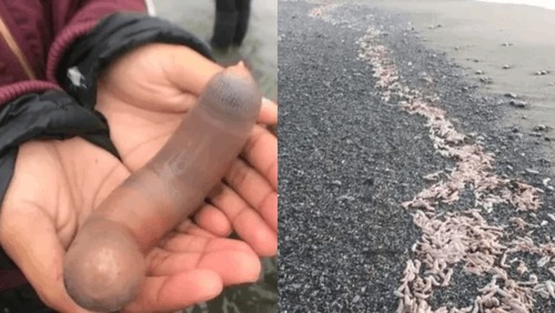 "Peixes-pênis" invadem o litoral argentino depois de tempestade