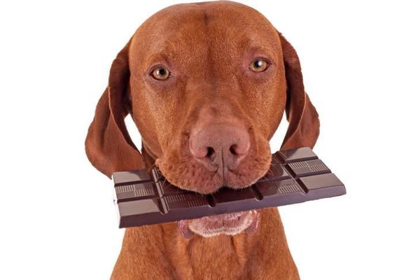 #AmigoPetMelody: Chocolate é veneno para os animais