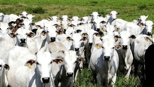 Brasil teve recorde de produção de carne bovina em 2023, aponta Cepea